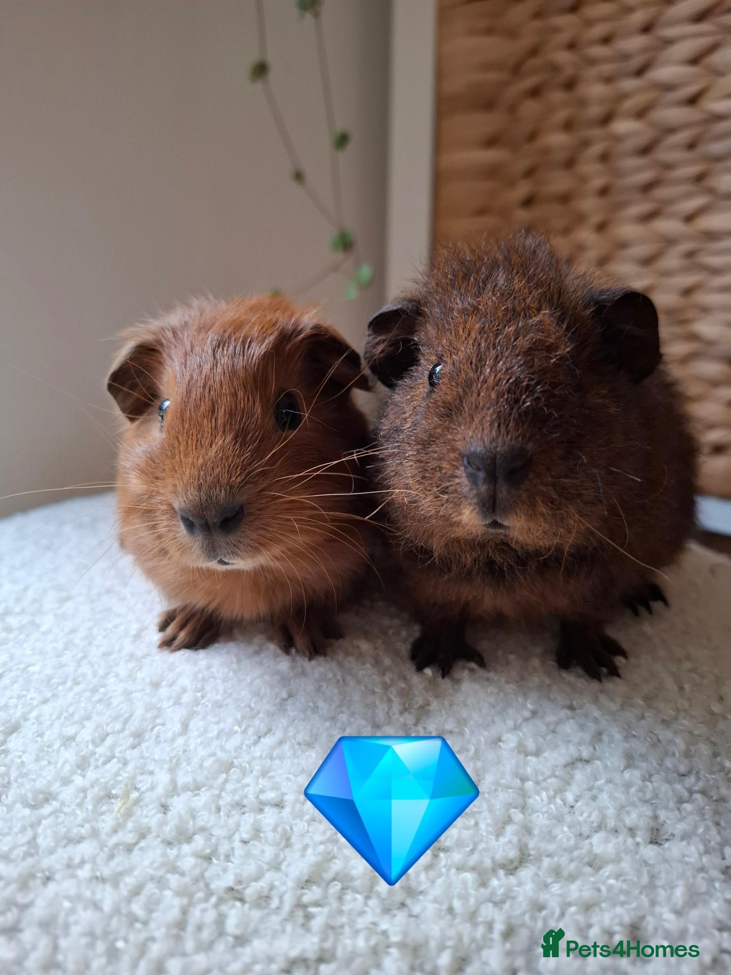 Guinea Pig rodents cali boar & teddy boar baby Guinea Pigs - Advert 2