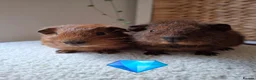 Guinea Pig rodents for sale: cali boar & teddy boar baby Guinea Pigs - Advert 4