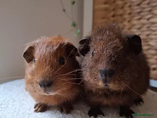 Guinea Pig rodents cali boar & teddy boar baby Guinea Pigs - Advert 2