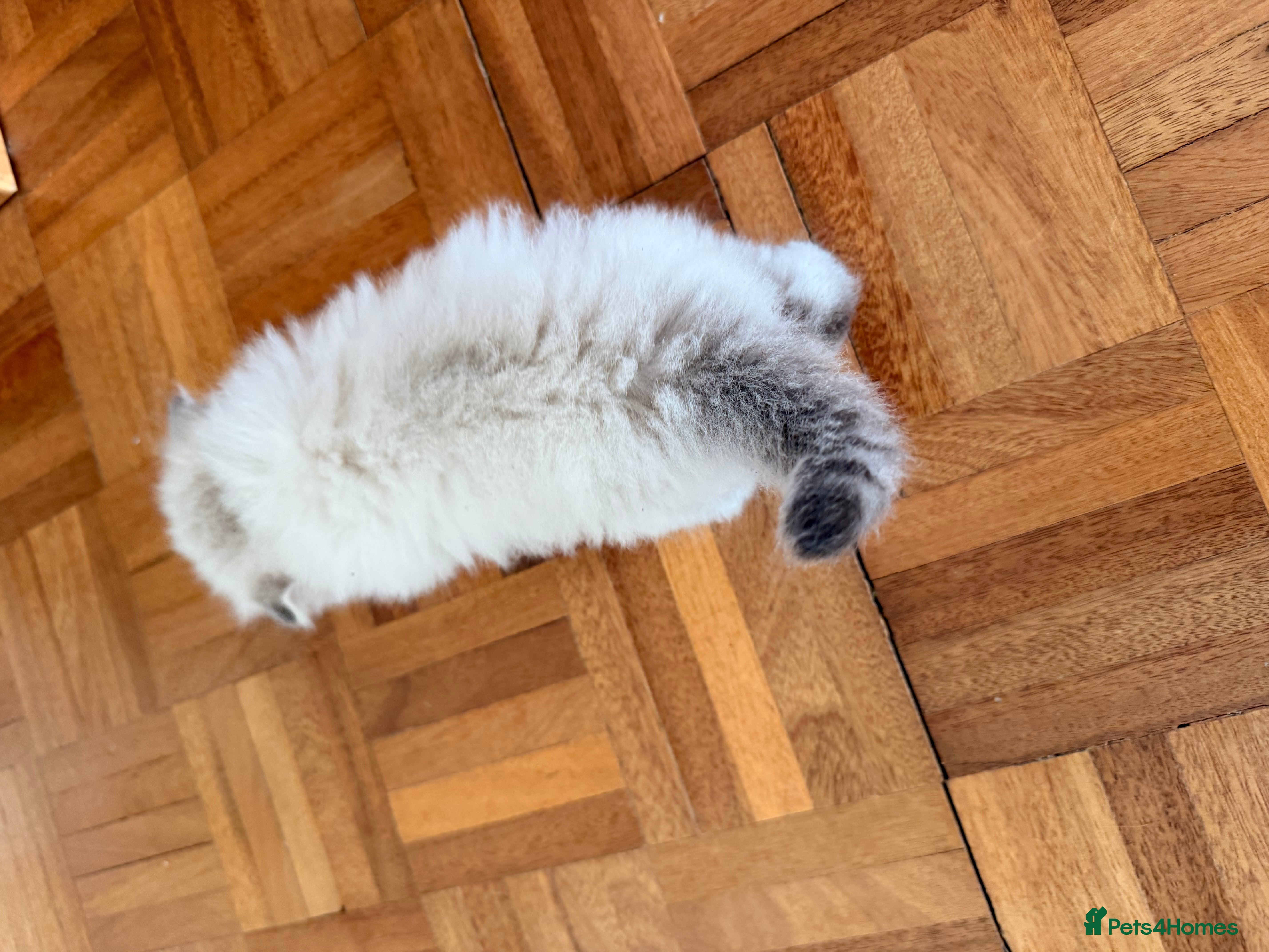British Longhair cats for sale: Beautiful rainbow litter now available to reserve - Advert 29