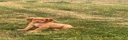 Sprocker dogs for sale: Sprocker puppies - Advert 9