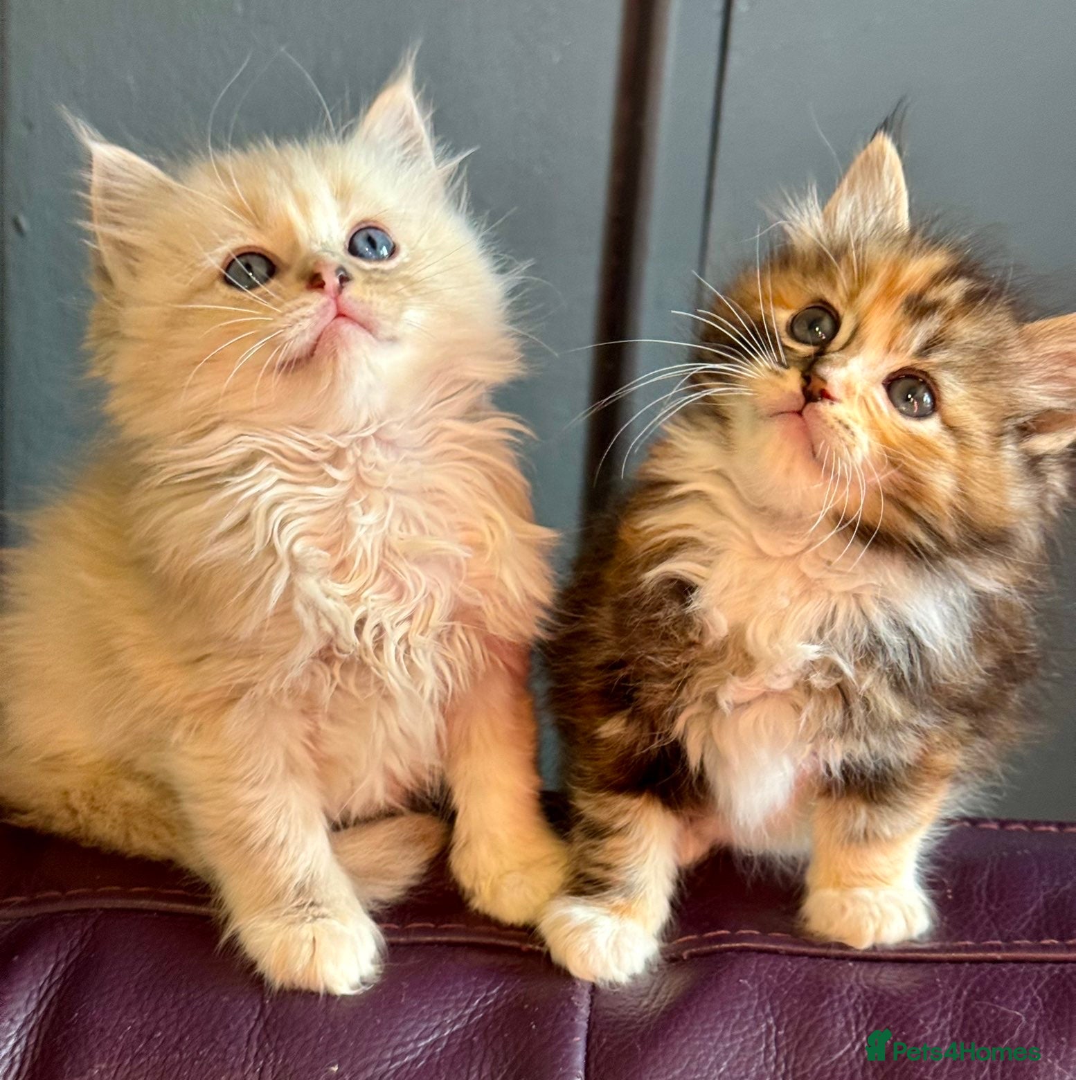 Ragdoll cats TICA Reg Rare Cherubim Ragdolls - Advert 4