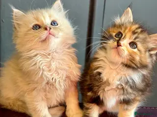 Ragdoll cats TICA Reg Rare Cherubim Ragdolls - Advert 4
