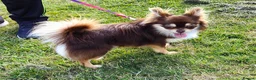 Chihuahua dogs for stud: STUD: Long Coat Chocolate Boy in Aldershot - Advert 1