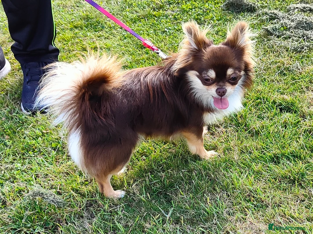 Chihuahua dogs for stud: STUD: Long Coat Chocolate Boy in Aldershot - Advert 1