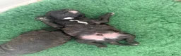Miniature Poodle dogs for sale: 🖤 🐾 Perfect Poodle Puppies 🐾 🖤 - Advert 11