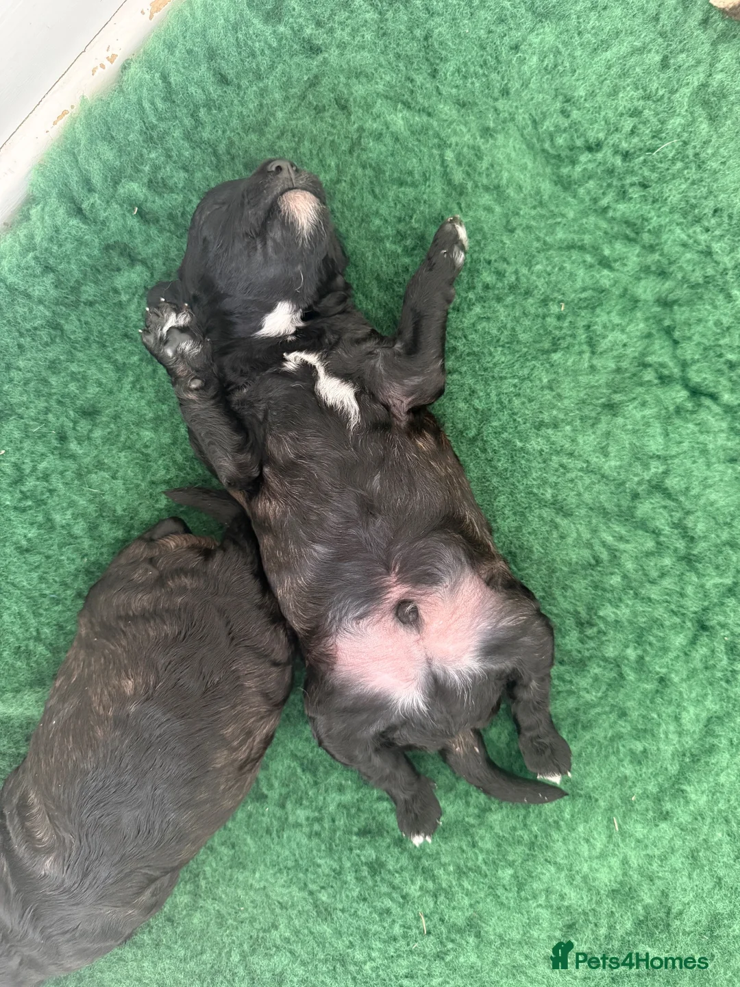 Miniature Poodle dogs for sale: 🖤 🐾 Perfect Poodle Puppies 🐾 🖤 - Advert 11