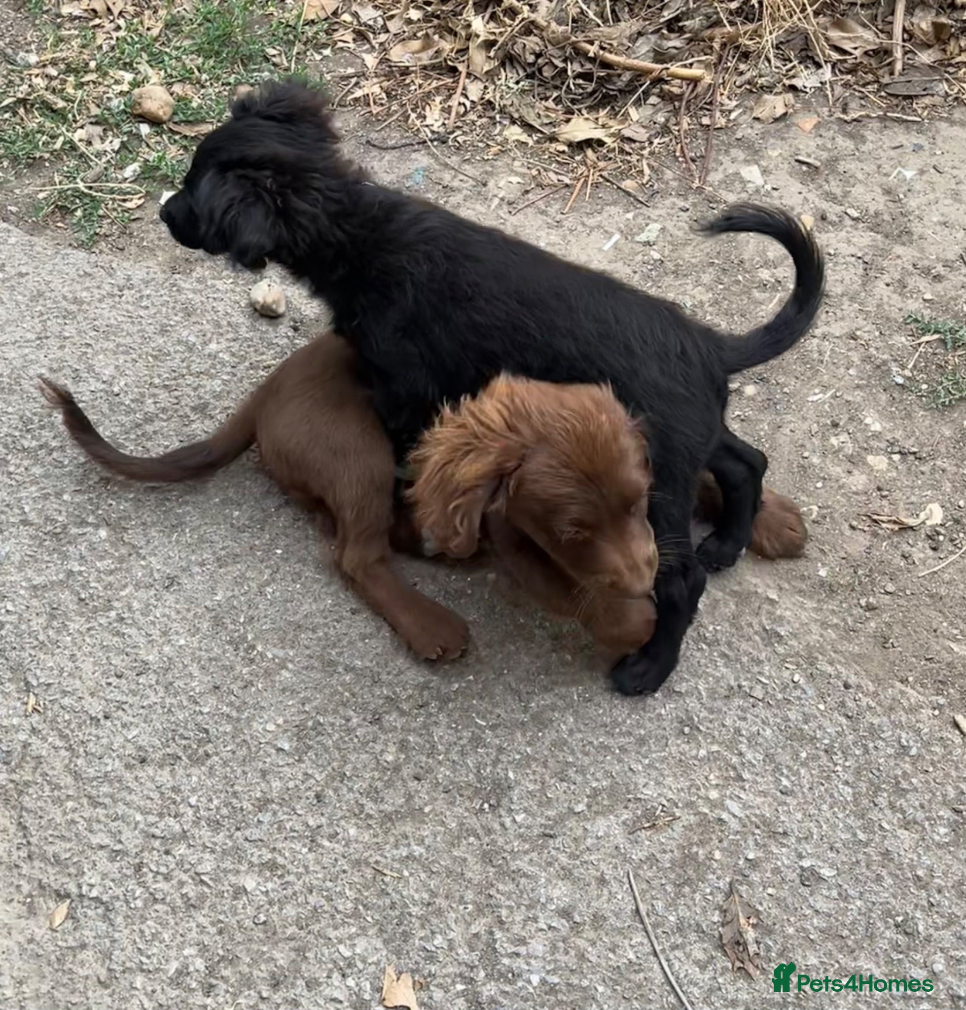 Mixed Breed dogs Cockeranians 1 beautiful boy left £500 - Advert 2