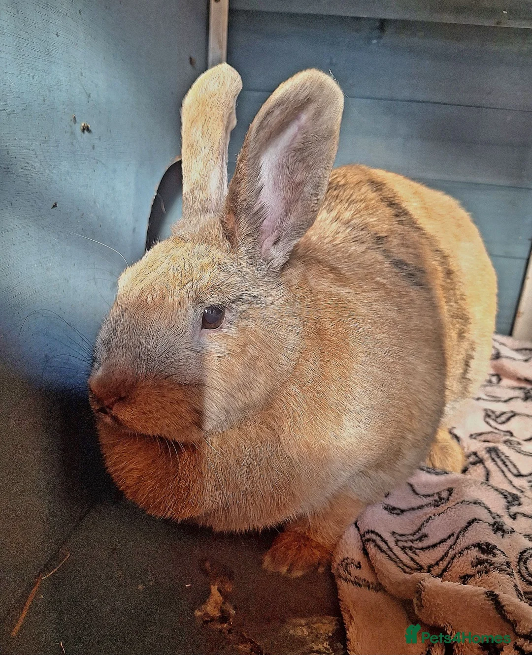 Mixed Breed rabbits for sale: Twinkle - Advert 3