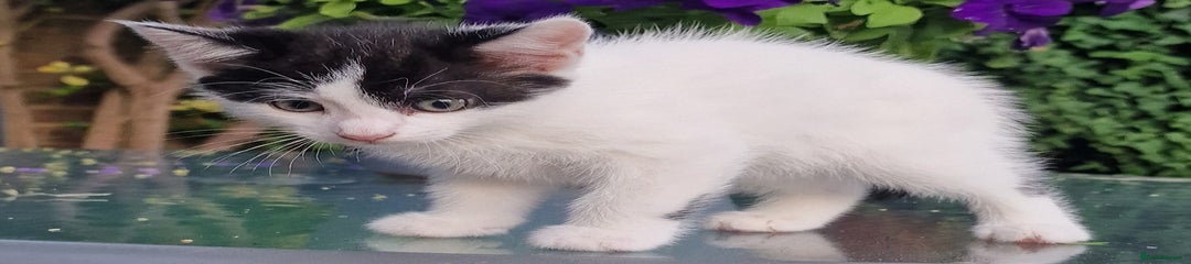 British Shorthair Kitten 5