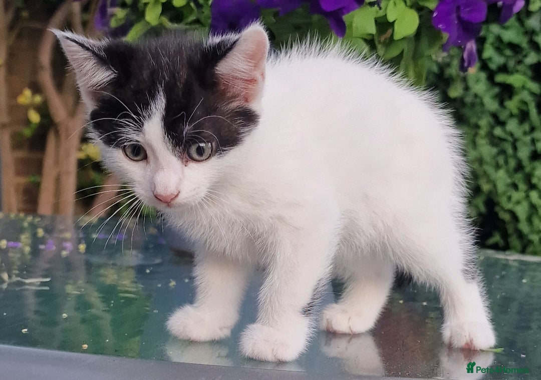 British Shorthair cats for sale: 5 kittens for sale( 4 female ,1 male - Image 8