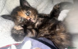 Mixed Breed cats for sale: Beautiful Maine Coone cross kittens  - Image 7