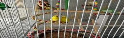 Budgerigars birds for sale: 2 adult budgies for sale  - Advert 1