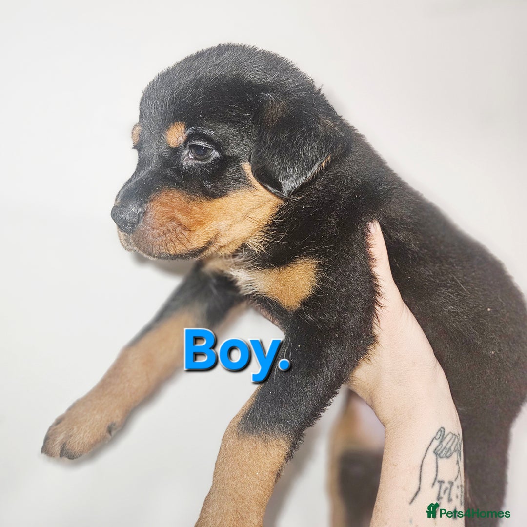 Rottweiler dogs for sale: READY NOW- Beautiful Rottweiler Puppies - Image 36