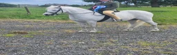 Welsh Section A horses for sale: **ELSA** Manorfields Silver Lady, FleaBitten Grey in Wigan - Advert 9