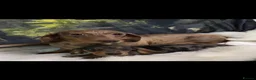 Miniature Dachshund dogs for sale: Miniature Dachshund Long Haired KC - Advert 3