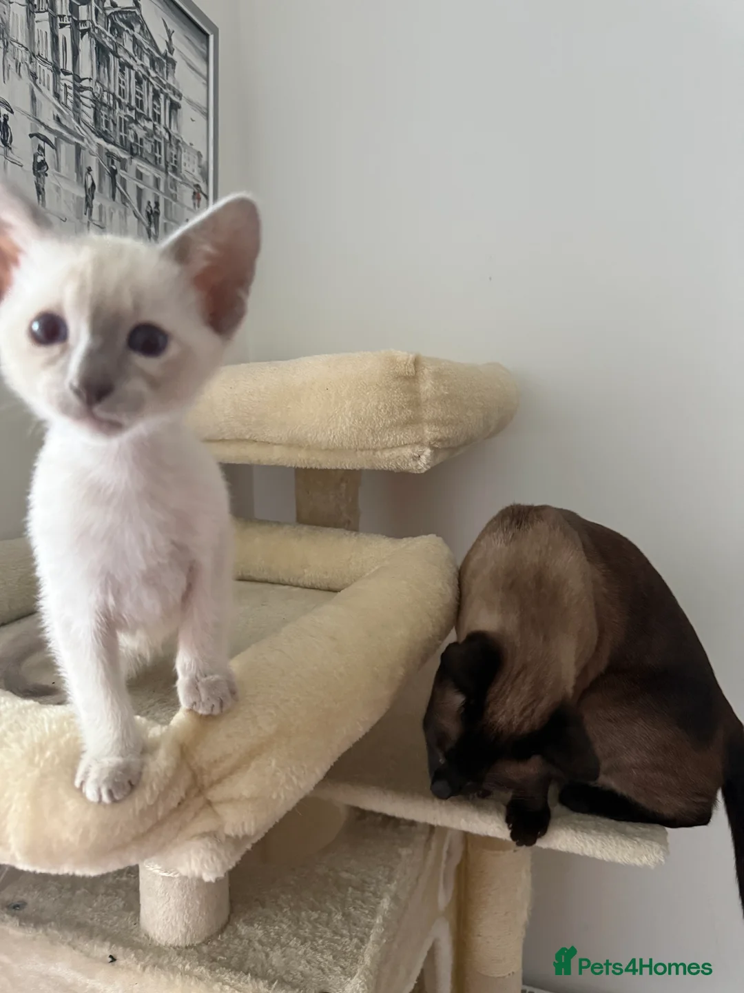 Siamese cats for sale: 3 adorable Siamese kittens 😻 - Advert 9