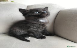 Mixed Breed cats for sale: 4 beautiful babies looking for their forever homes - Image 10