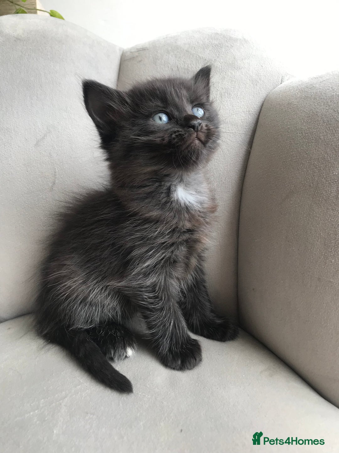 Mixed Breed cats for sale: 4 beautiful babies looking for their forever homes - Image 10