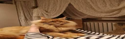 Maine Coon cats for sale: Maine coons big size kittens black grey, tabbys.  - Advert 6