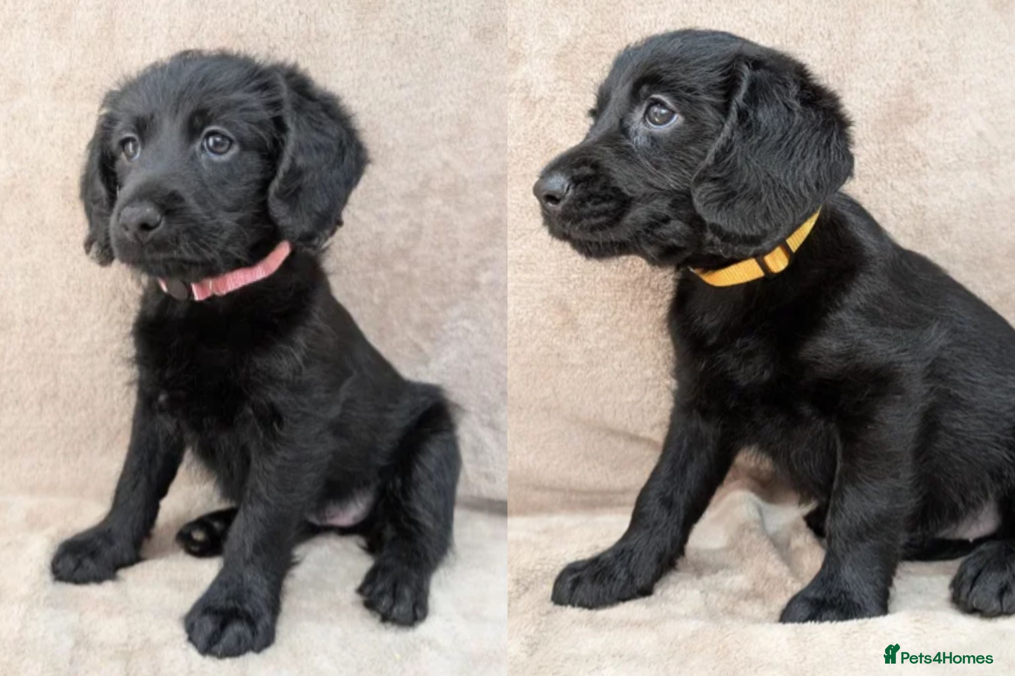 Labradoodle dogs Reduced - 2 girls left - Miniature Labradoodles - Advert 1
