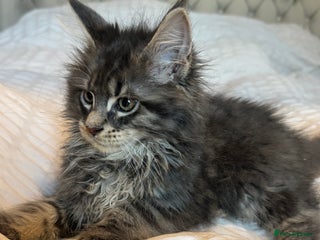 Maine Coon cats Beautiful GCCF Maine Coon kittens - Advert 11