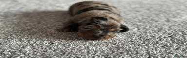 Miniature Dachshund Puppy 2