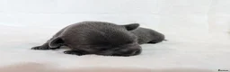Staffordshire Bull Terrier dogs for sale: Staffordshire Bull Terrier - Advert 6