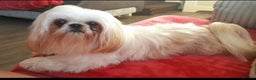 Shih Tzu dogs for stud: Kc registerd stud karashishi and sweet tooth lines in Southampton - Advert 36