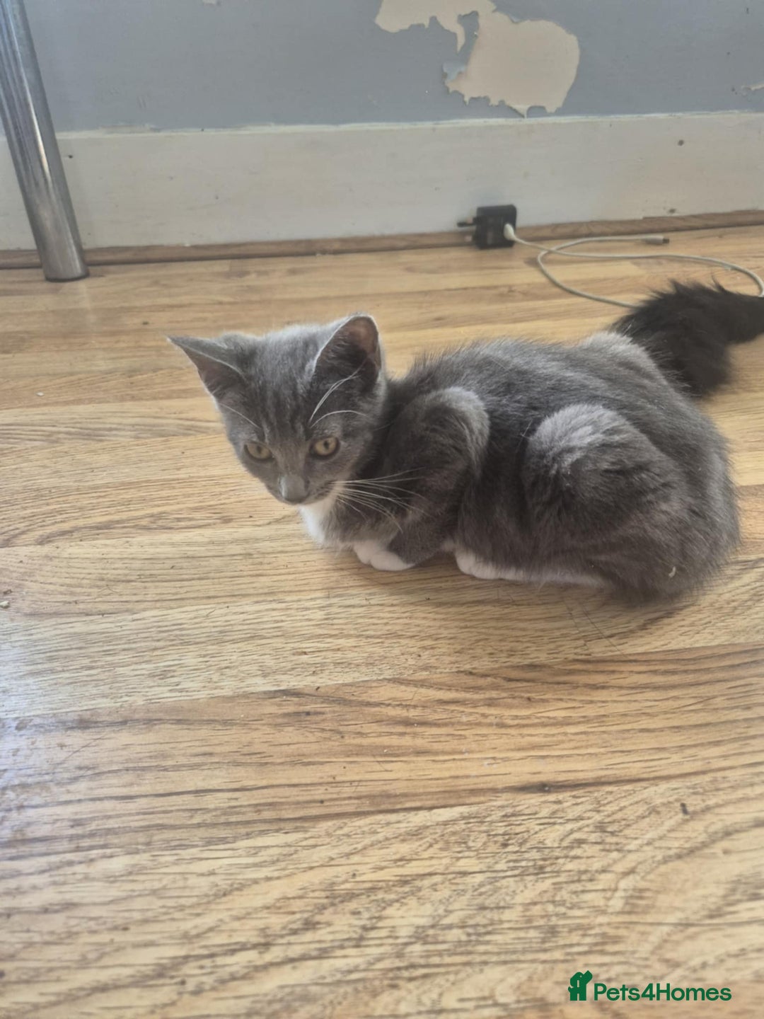 Mixed Breed cats for sale: 5 beautiful kittens  - Image 3