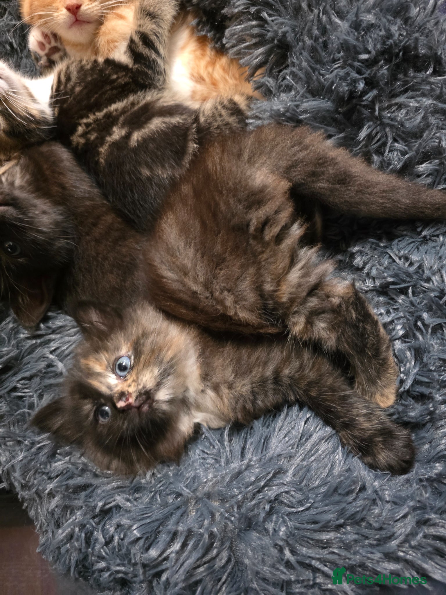 Mixed Breed cats Adorable kittens  - Advert 1