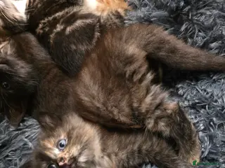 Mixed Breed cats Adorable kittens - Advert 1