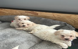 Bichon Frise dogs for sale: Bichon Maltese - Advert 4