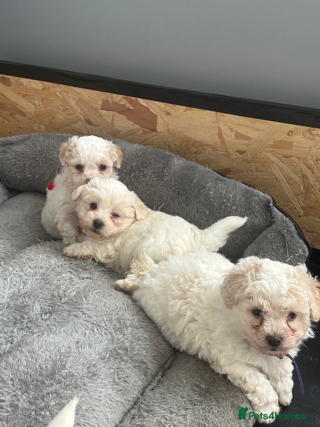 Bichon Frise dogs for sale: Bichon Maltese - Advert 4