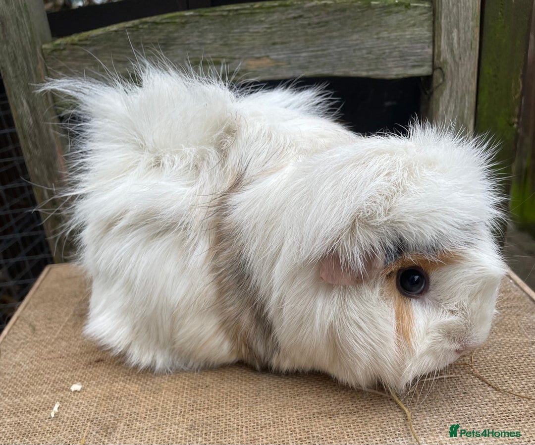 Guinea Pig rodents for sale: Beautiful sows - Advert 2