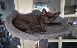 Mixed Breed cats for sale: Fluffy kittens - Image 15