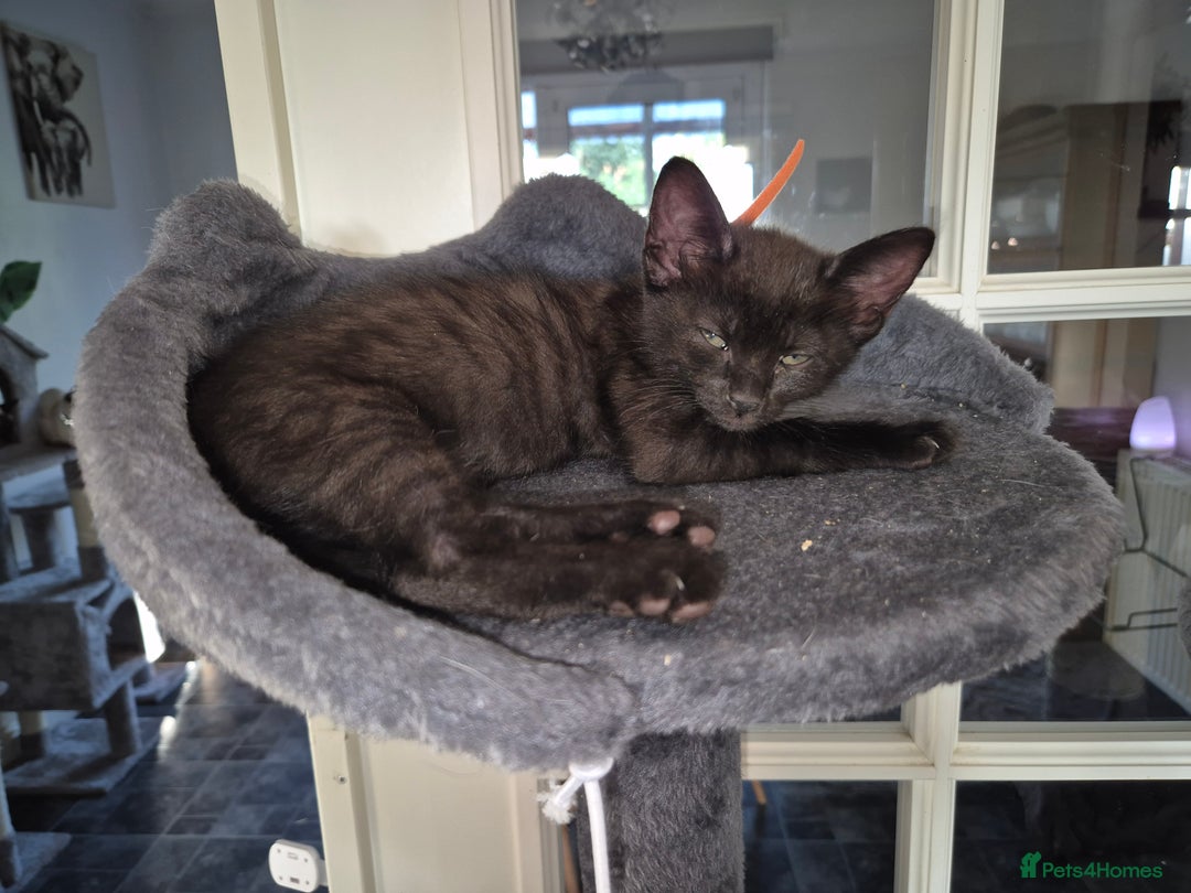Mixed Breed cats for sale: Fluffy kittens - Image 15