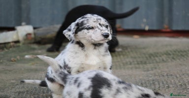 Borador dogs - Advert 5