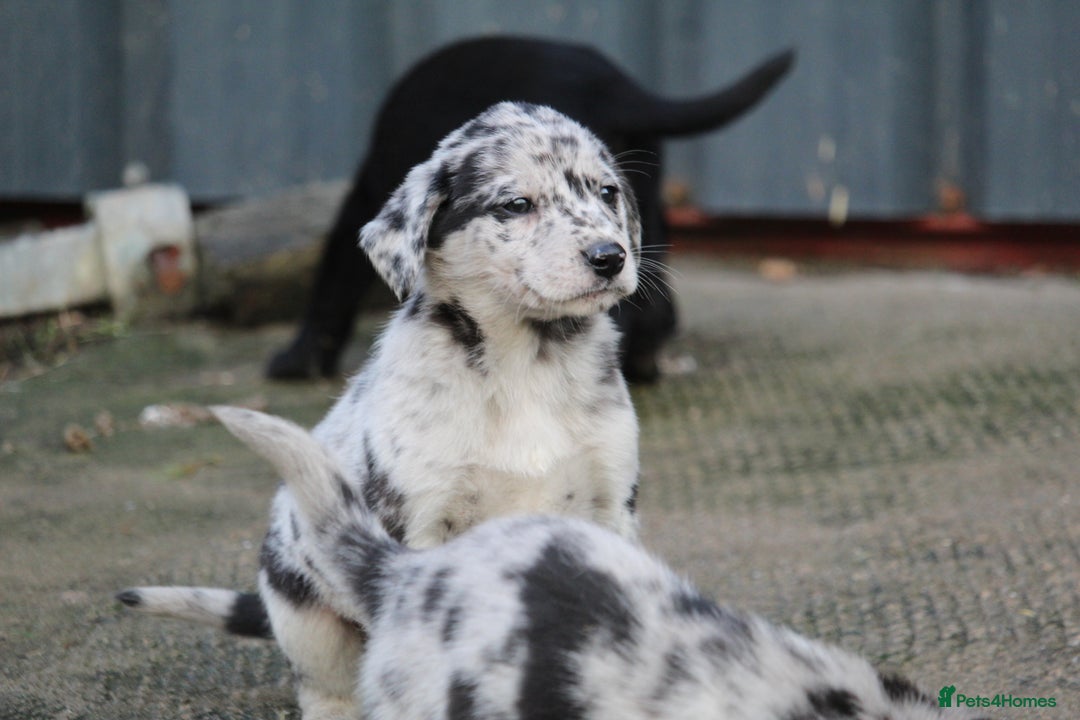 Borador dogs for sale: Labrador x Collie puppies - Image 2