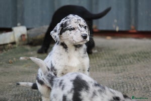 Borador dogs - Advert 5