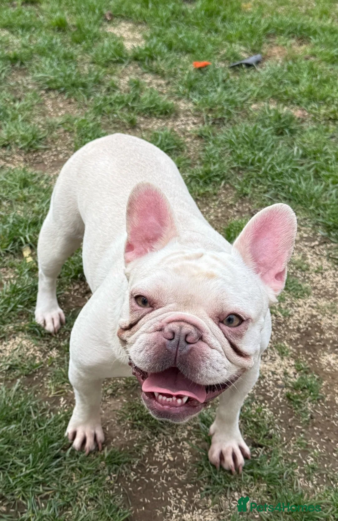 French Bulldog dogs for sale: Beautiful Cream Female - Advert 5