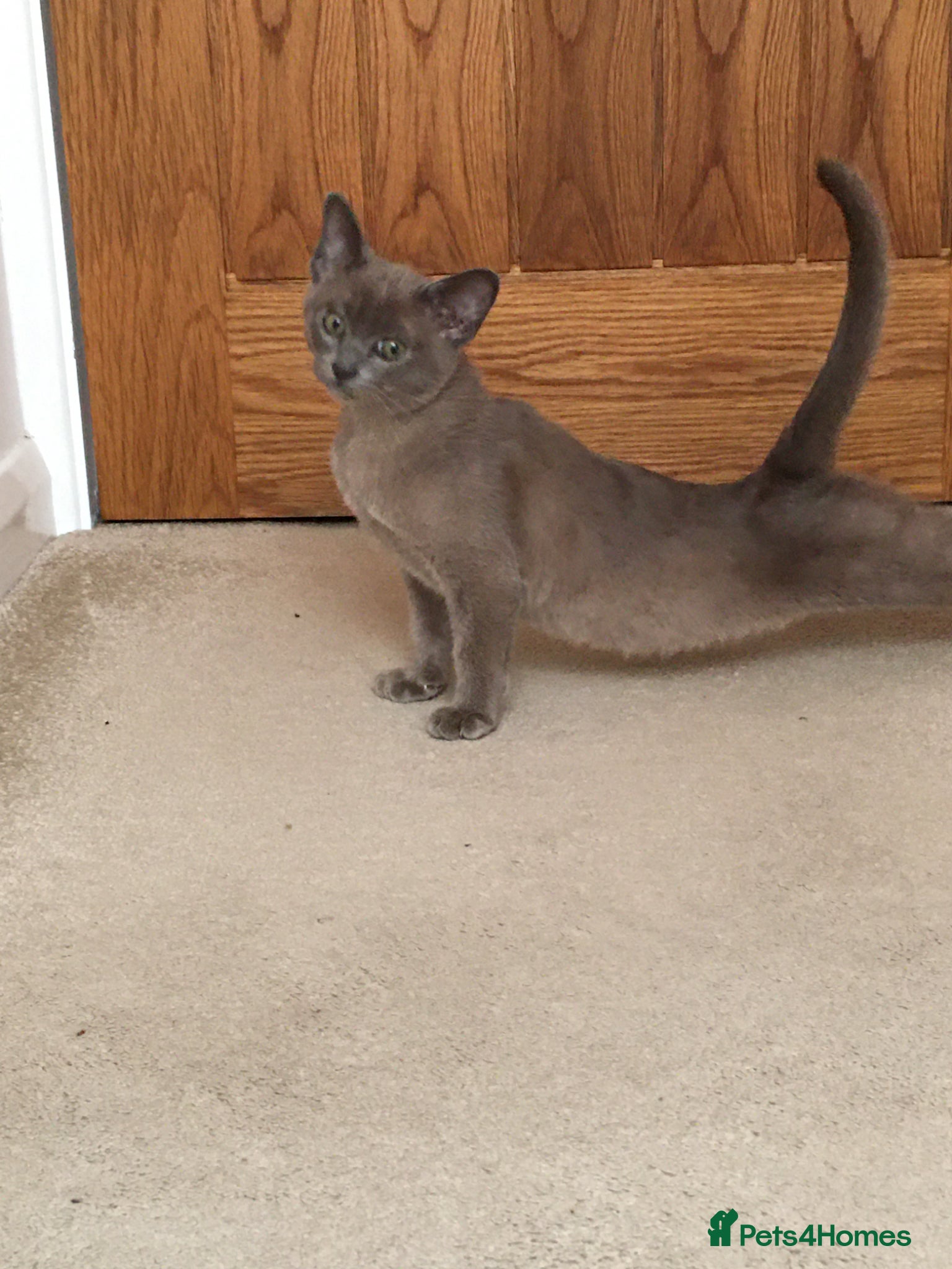Burmese cats for sale: Burmese kittens  - Advert 6