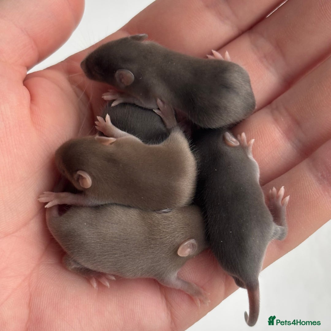 Mouse rodents for sale: Female Mice !!!Only 2 Left!!! - Advert 6