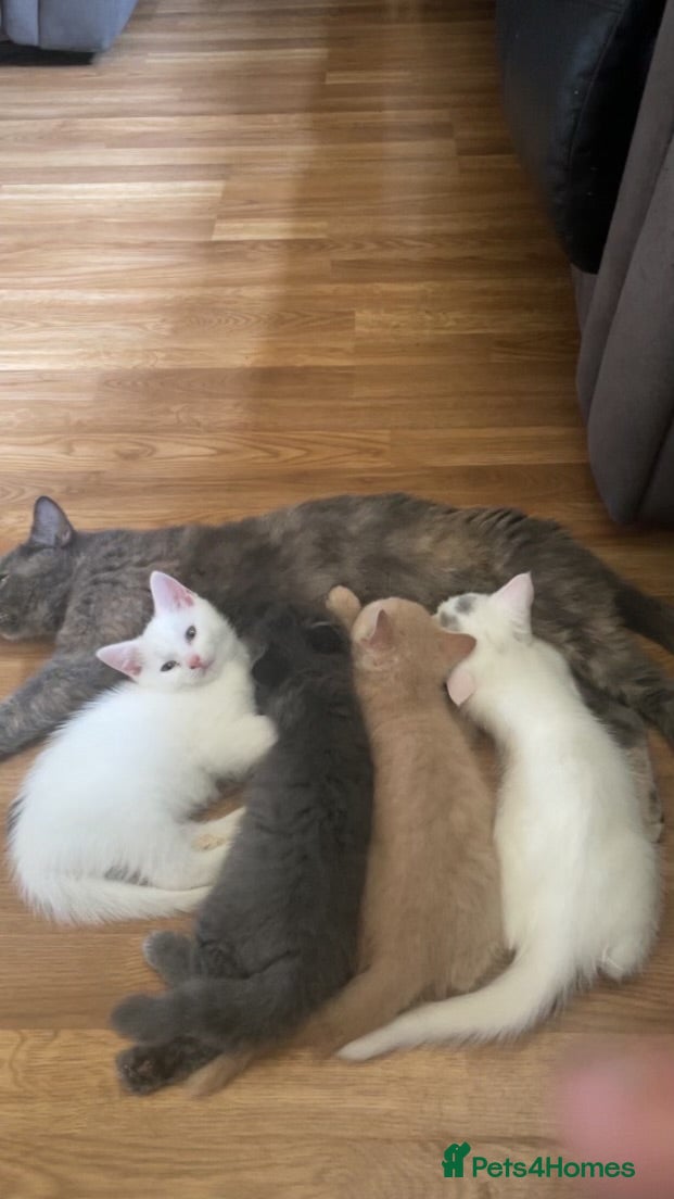 Mixed Breed cats 4 Beautiful Part Pedigree Kitten *Ready Now* - Advert 1