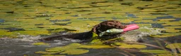 Labrador Retriever dogs for sale: Health Tested Parents Excellent FTCh Pedigree  - Advert 4