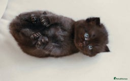 British Shorthair cats for sale: British Shorthair Kittens - Registered & Licensed - Image 2
