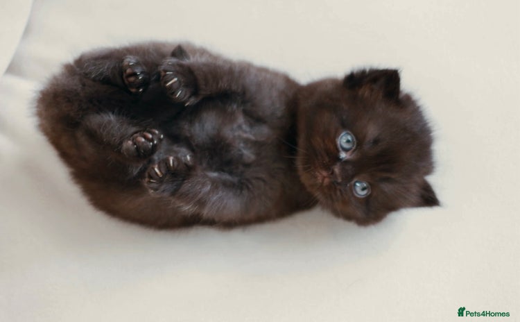 British Shorthair cats - Advert 2