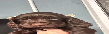 Cocker Spaniel 4