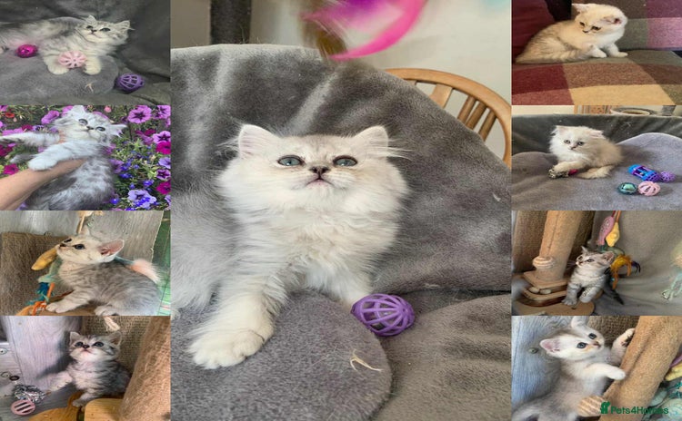 British Longhair cats in Bournemouth - Advert 2