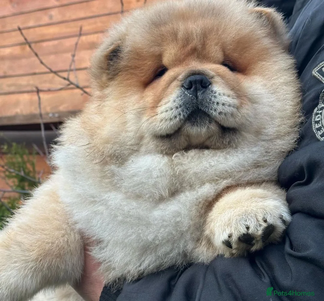 Chow Chow dogs for sale: Kc Registered Chow Chow Pups - Advert 1
